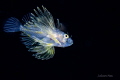 Larval lionfish Larval lionfish