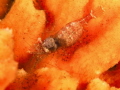 Changable shrimp veranderlijke steurgarnaal Changable shrimp veranderlijke steurgarnaal