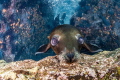 The Curious Sea lion pup