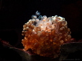 Anemone Anemone