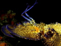 Scyllarides latus
The Mediterranean slipper lobster Scyllarides latus
The Mediterranean slipper lobster