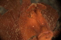 Paddleflap Scorpionfish Paddleflap Scorpionfish