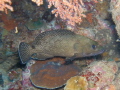 Palemargin Grouper Epinephelus bontoides Palemargin Grouper Epinephelus bontoides