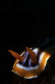 Chromodoris sp. nudibranchia Chromodoris sp. nudibranchia