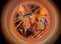 Red crab Red crab