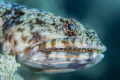 Lizardfish portrait Lizardfish portrait