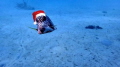 Merry Christmas Underwater Photographers Merry Christmas Underwater Photographers