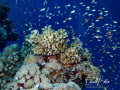 Sea coral every where Sea coral every where