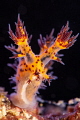 Bornella. Bornella.