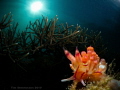 Nudibranch at the reef Nudibranch at the reef