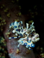 Harlequin shrimp Lembeh Strait Indonesia Harlequin shrimp Lembeh Strait Indonesia