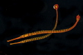 Banded pipefish couple. Banded pipefish couple.