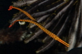 Banded pipefish couple. Banded pipefish couple.