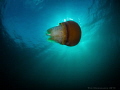 Jellyfish Eating Fish Jellyfish Eating Fish