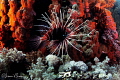 Lionfish/Photographed with a Tokina 10 17 mm fisheye lens at Brothers Egypt Red Sea Lionfish/Photographed with a Tokina 10 17 mm fisheye lens at Brothers Egypt Red Sea