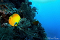 Butterflyfish/Photographed with a Tokina 10 17 mm fisheye lens at Brothers Egypt Red Sea Butterflyfish/Photographed with a Tokina 10 17 mm fisheye lens at Brothers Egypt Red Sea