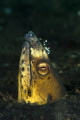 Highfin snake eel (Ophichthus altipennis)