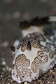 Nudibranch at Seraya Secret Nudibranch at Seraya Secret