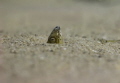 A Snake eel lying in wait to grab its next meal A Snake eel lying in wait to grab its next meal