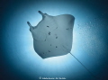Manta Ray against the sun. Photo taken using Nikon D500 in Nauticam NA-D500 with one Sea&Sea YS-D2 strobe!