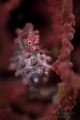 Pygmy seahorse
