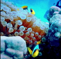 clownfish marsa alam clownfish marsa alam