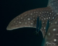 whaleshark pectoral fin whaleshark pectoral fin