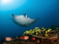 Manta getting cleaned while sweetlips and squirrelfish hang around. perfect scene in the Maldives Manta getting cleaned while sweetlips and squirrelfish hang around. perfect scene in the Maldives