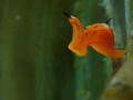 Siphopteron trigrinum the flying duckman Siphopteron trigrinum the flying duckman