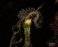 3kantige kalkkokerworm 3kantige kalkkokerworm
