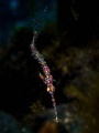 Slither
Ornate Ghost Pipefish Solenostomus paradoxus
Bali Indonisia Slither
Ornate Ghost Pipefish Solenostomus paradoxus
Bali Indonisia