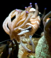 Shrimpy Shrimp Shrimpy Shrimp