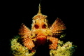 Rhinopia Rhinopia