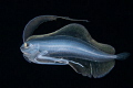 Larval flounder Larval flounder