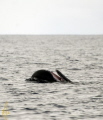Sperm whale spyhopping and playing at the surface . Sperm whale spyhopping and playing at the surface .