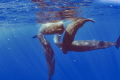 social sperm whales taken under permit social sperm whales taken under permit