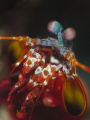 Peacock Mantis shrimp Peacock Mantis shrimp