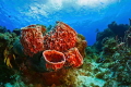 The ancient marine animal is a red sea sponge on the coral reefs of the Caribbean Sea. The ancient marine animal is a red sea sponge on the coral reefs of the Caribbean Sea.