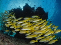 Bluestriped snappers Bluestriped snappers