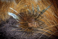 Lion Hunter part of my Underwater Surrealism body of work. Lionfish are ambush predators. This image is re imagining how they would be on land like actual lions in Africa. Lion Hunter part of my Underwater Surrealism body of work. Lionfish are ambush predators. This image is re imagining how they would be on land like actual lions in Africa.