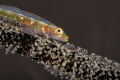 Wire coral goby with eggs. Wire coral goby with eggs.