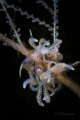 Nudibranch Phyllodesmium poindimiei Nudibranch Phyllodesmium poindimiei