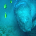 ulrich the dugong ulrich the dugong