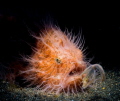 Hairy Frogfish Hairy Frogfish
