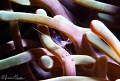 Sarasvati anemone shrimp in anemones/Photographed with a Canon 60 mm macro lens at Alor Indonesia. Sarasvati anemone shrimp in anemones/Photographed with a Canon 60 mm macro lens at Alor Indonesia.
