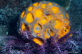 Orange sponge/Photographed with a Canon 60 mm macro lens at Alor Indonesia. Orange sponge/Photographed with a Canon 60 mm macro lens at Alor Indonesia.