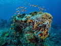 No water no life. No blue no green. Sylvia Earle
North Nusa Penida
Indonesia No water no life. No blue no green. Sylvia Earle
North Nusa Penida
Indonesia