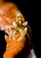 Whip Coral Shrimp Whip Coral Shrimp