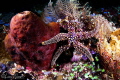Bumpy Sea Star/Photographed with a Canon 60 mm macro lens at Alor Indonesia. Bumpy Sea Star/Photographed with a Canon 60 mm macro lens at Alor Indonesia.