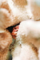 A Coral Guard Crab on post in French Polynesia. A Coral Guard Crab on post in French Polynesia.